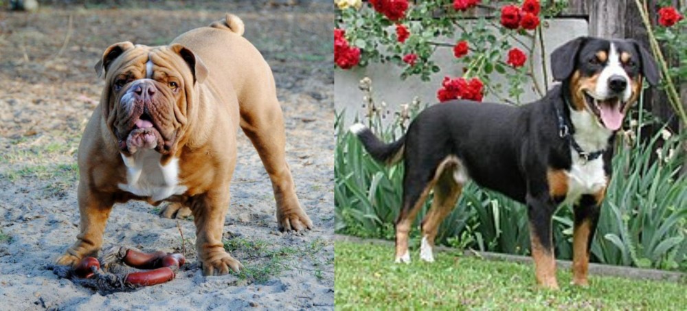 Entlebucher Mountain Dog vs Australian Bulldog - Breed Comparison