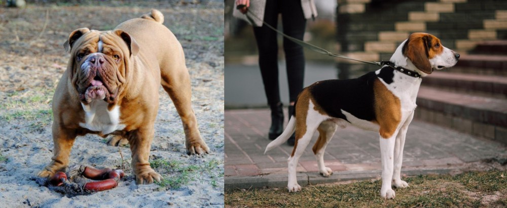Estonian Hound vs Australian Bulldog - Breed Comparison