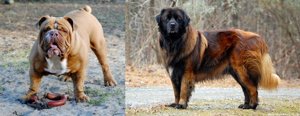 Estrela Mountain Dog vs Australian Bulldog - Breed Comparison