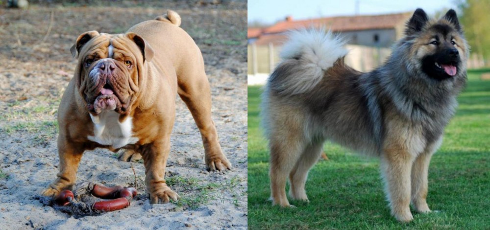 Eurasier vs Australian Bulldog - Breed Comparison