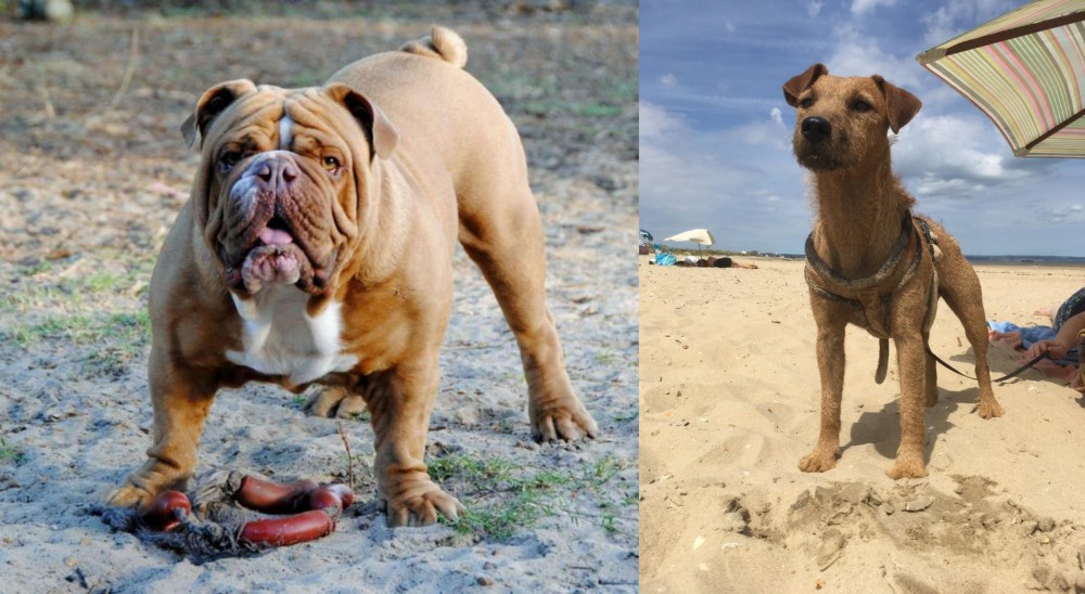 Fell Terrier vs Australian Bulldog - Breed Comparison