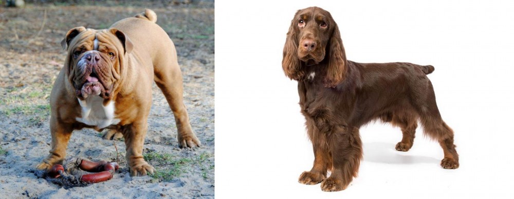 Field Spaniel vs Australian Bulldog - Breed Comparison