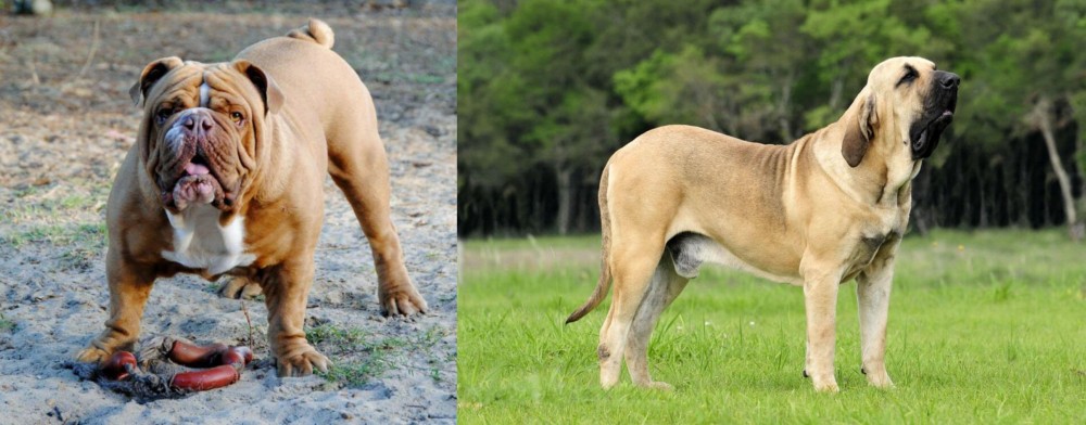 Fila Brasileiro vs Australian Bulldog - Breed Comparison