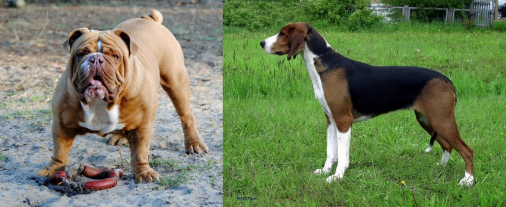 Finnish Hound vs Australian Bulldog - Breed Comparison
