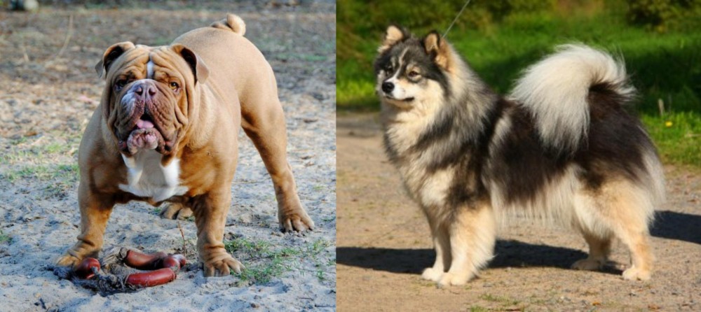 Finnish Lapphund vs Australian Bulldog - Breed Comparison