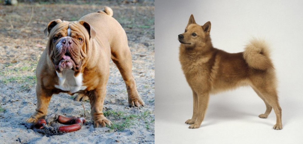 Finnish Spitz vs Australian Bulldog - Breed Comparison