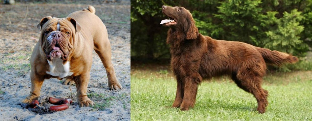 Flat-Coated Retriever vs Australian Bulldog - Breed Comparison