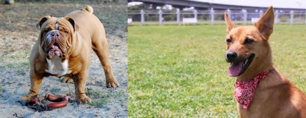 Formosan Mountain Dog vs Australian Bulldog - Breed Comparison