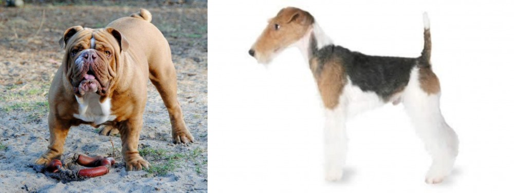 Fox Terrier vs Australian Bulldog - Breed Comparison
