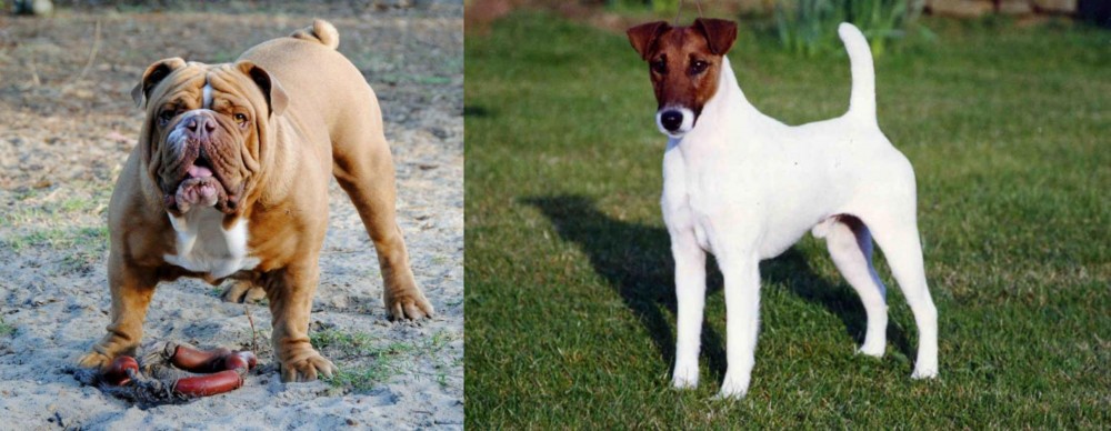 Fox Terrier (Smooth) vs Australian Bulldog - Breed Comparison