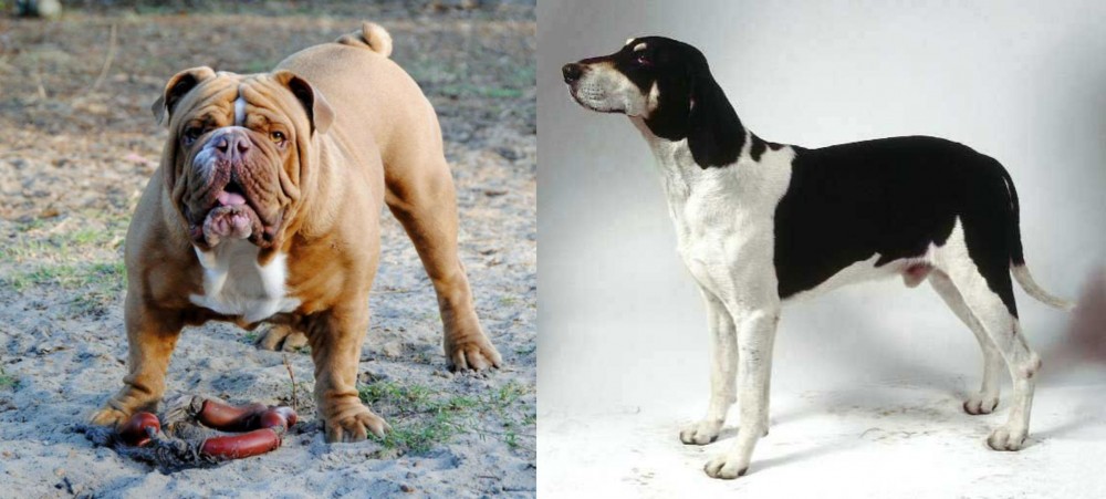 Francais Blanc et Noir vs Australian Bulldog - Breed Comparison
