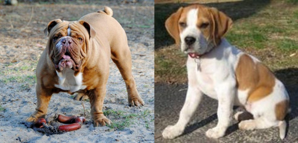 Francais Blanc et Orange vs Australian Bulldog - Breed Comparison
