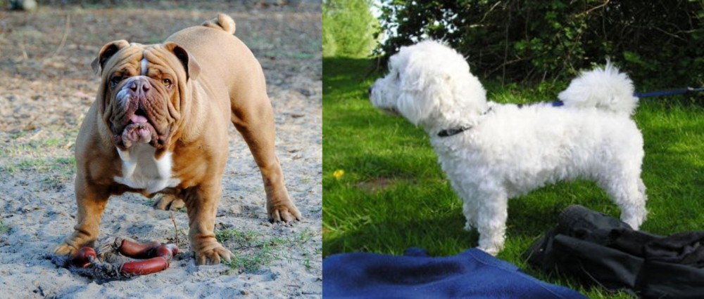 Franzuskaya Bolonka vs Australian Bulldog - Breed Comparison