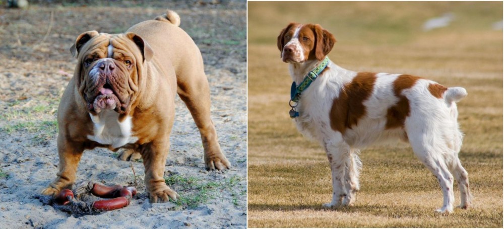 French Brittany vs Australian Bulldog - Breed Comparison