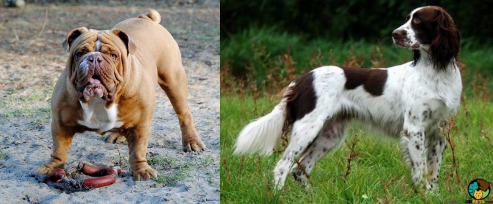 French Spaniel vs Australian Bulldog - Breed Comparison