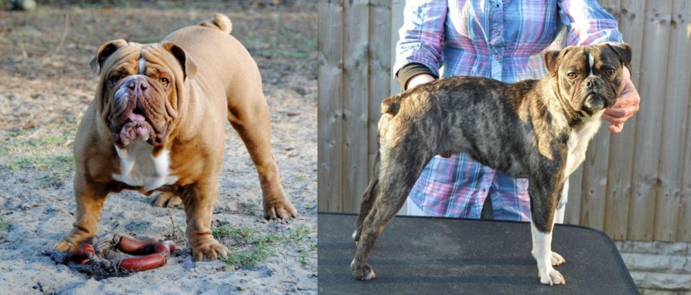 Fruggle vs Australian Bulldog - Breed Comparison