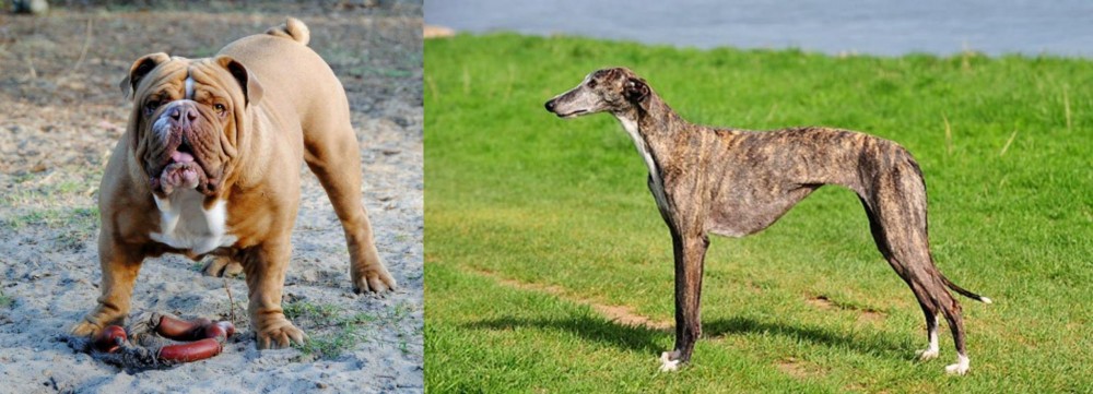 Galgo Espanol vs Australian Bulldog - Breed Comparison