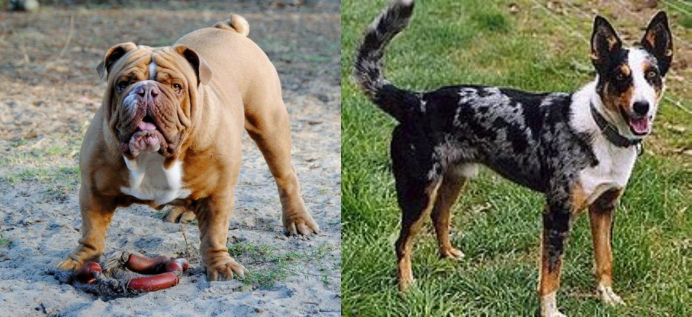 German Coolie vs Australian Bulldog - Breed Comparison