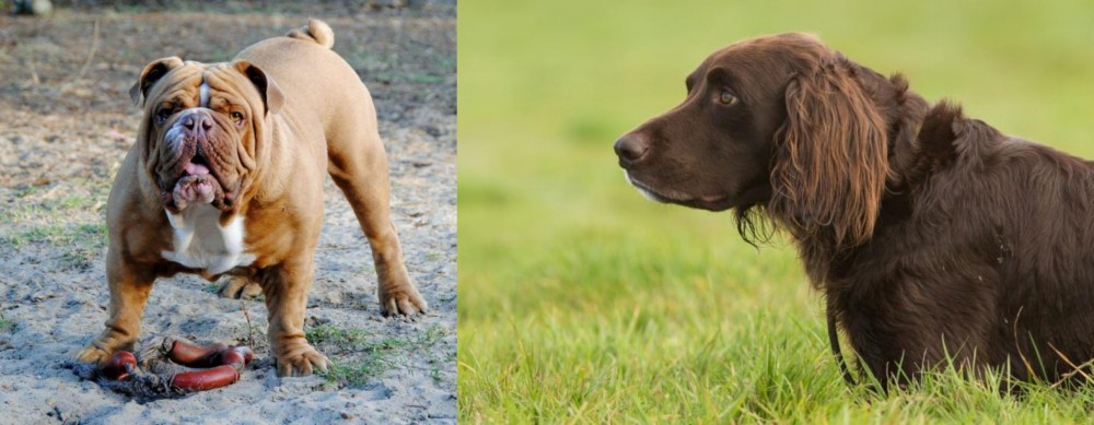 German Longhaired Pointer vs Australian Bulldog - Breed Comparison