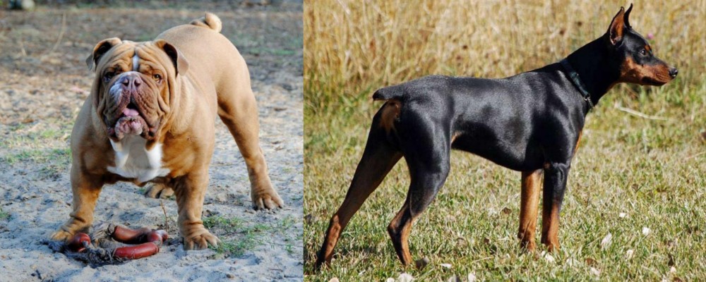 German Pinscher vs Australian Bulldog - Breed Comparison