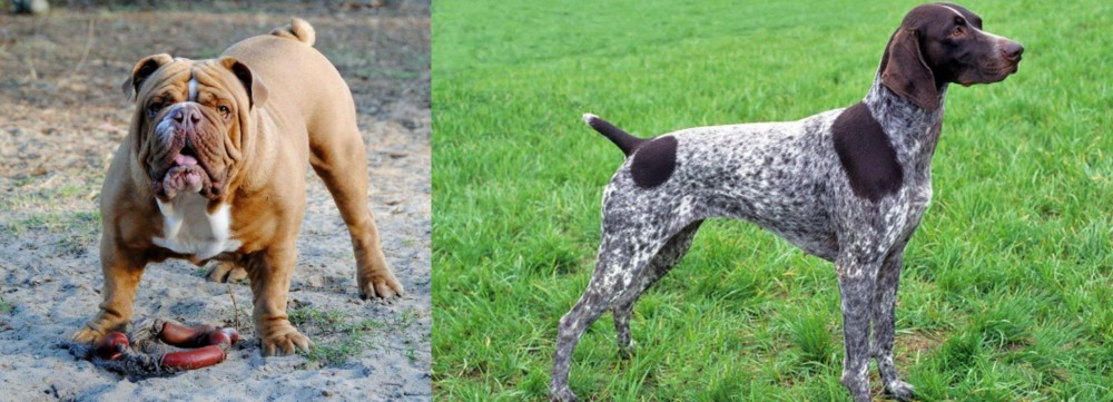 German Shorthaired Pointer vs Australian Bulldog - Breed Comparison