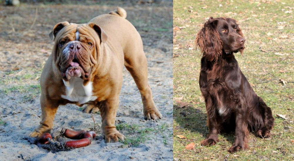 German Spaniel vs Australian Bulldog - Breed Comparison