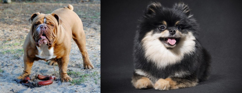 German Spitz (Klein) vs Australian Bulldog - Breed Comparison