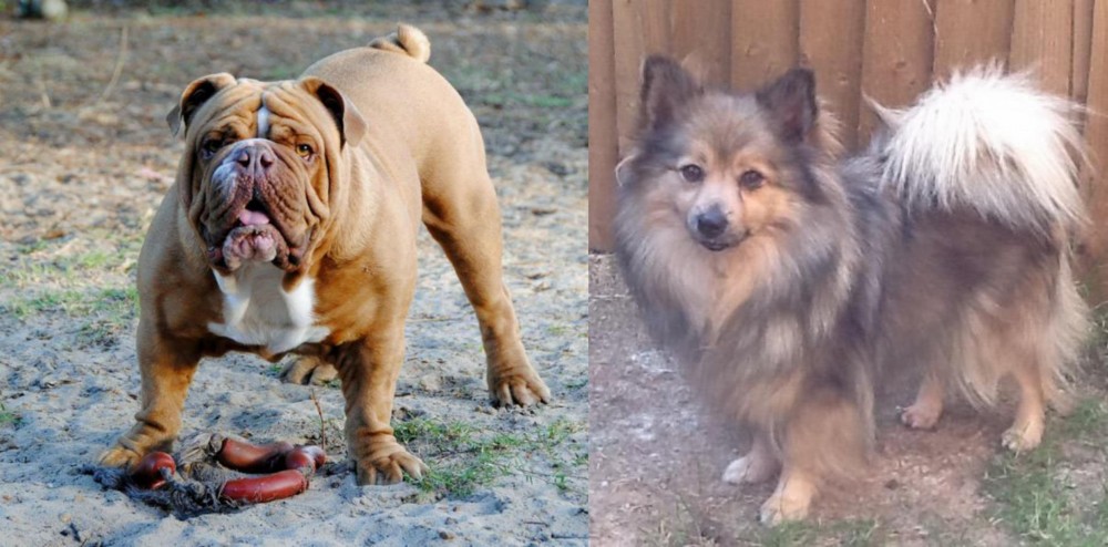 German Spitz (Mittel) vs Australian Bulldog - Breed Comparison