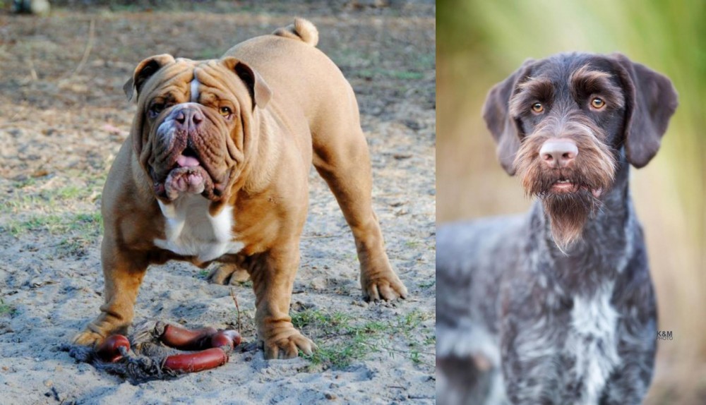 German Wirehaired Pointer vs Australian Bulldog - Breed Comparison