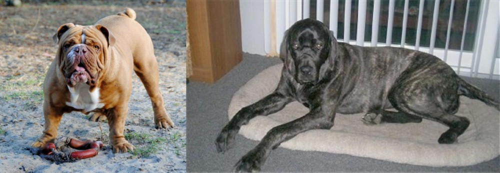 Giant Maso Mastiff vs Australian Bulldog - Breed Comparison