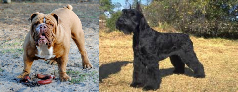 Giant Schnauzer vs Australian Bulldog - Breed Comparison