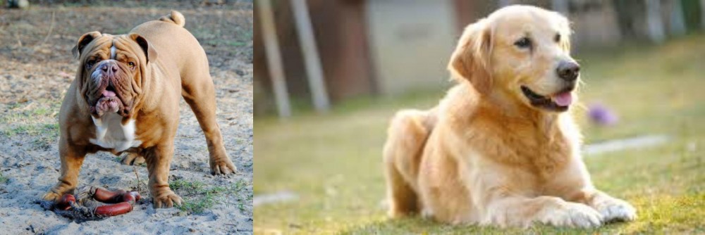 Goldador vs Australian Bulldog - Breed Comparison