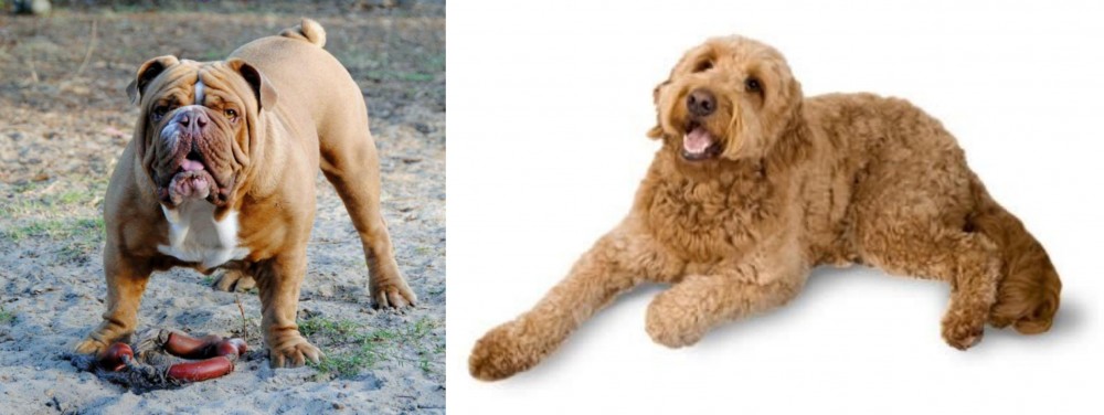 Golden Doodle vs Australian Bulldog - Breed Comparison