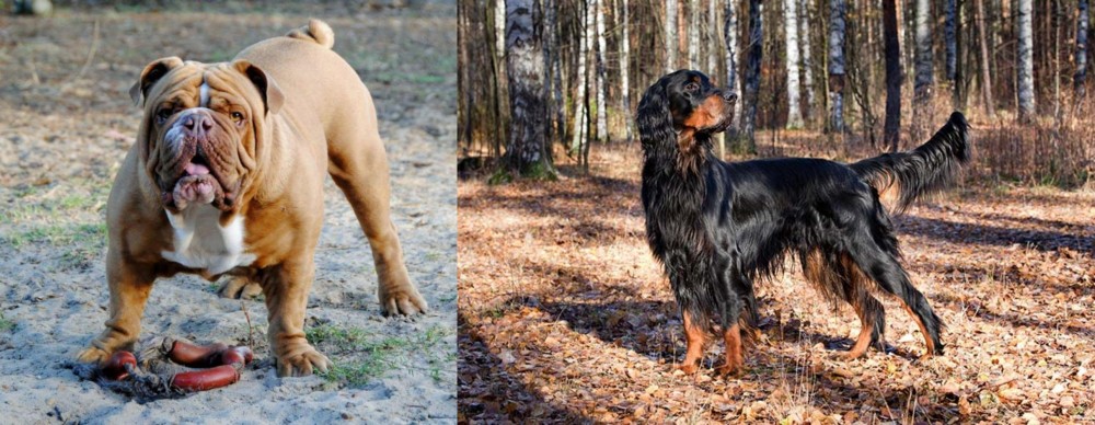 Gordon Setter vs Australian Bulldog - Breed Comparison