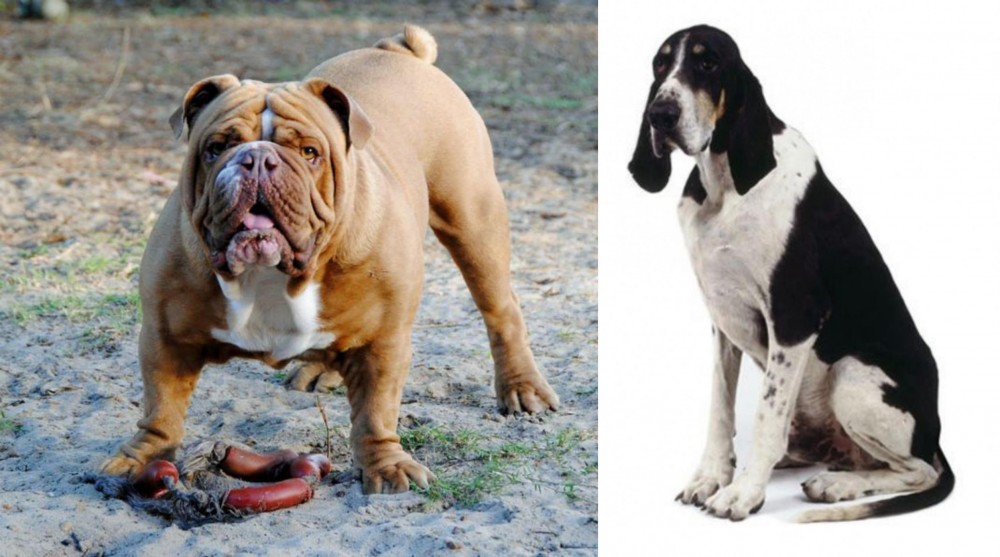Grand Anglo-Francais Blanc et Noir vs Australian Bulldog - Breed Comparison