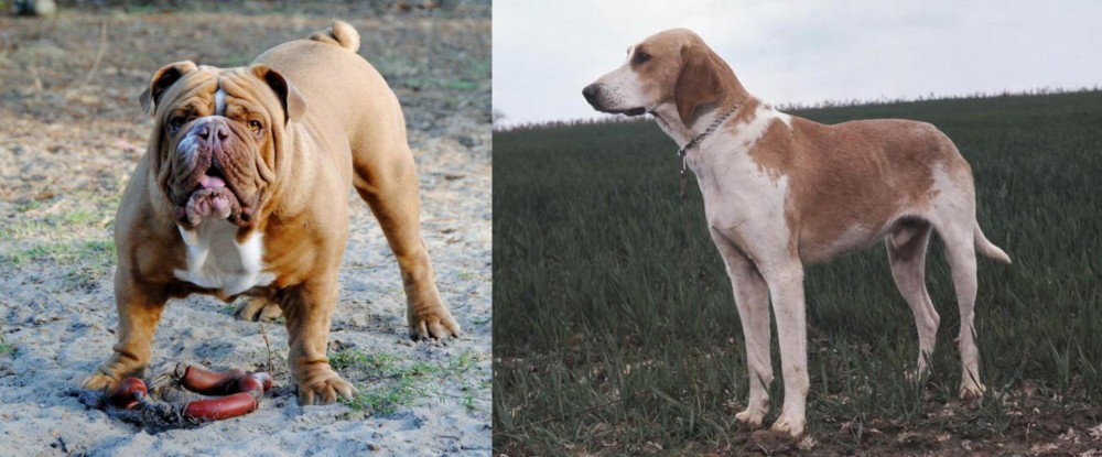 Grand Anglo-Francais Blanc et Orange vs Australian Bulldog - Breed Comparison
