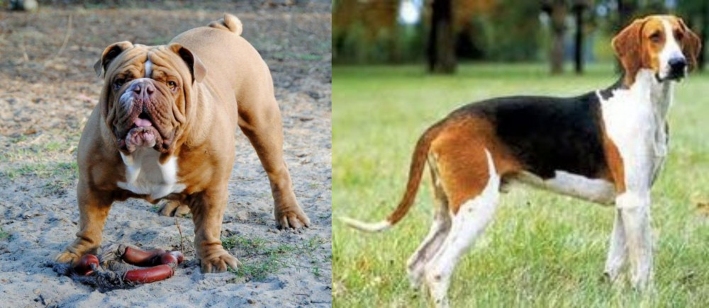 Grand Anglo-Francais Tricolore vs Australian Bulldog - Breed Comparison