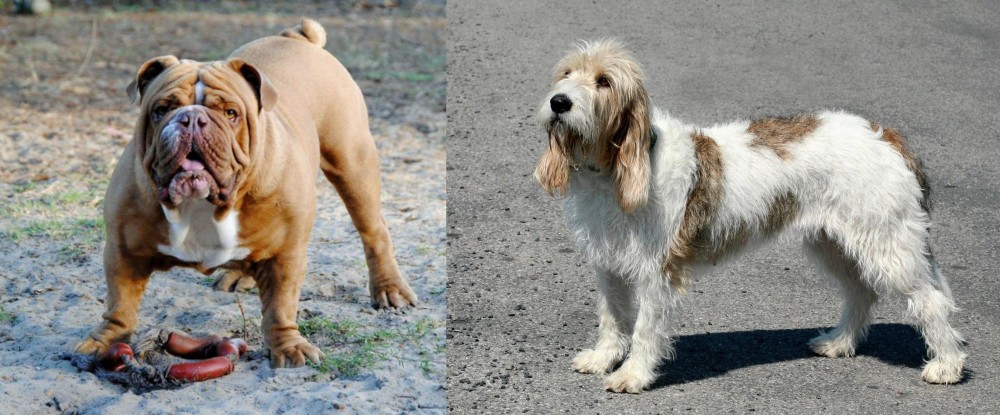 Grand Basset Griffon Vendeen vs Australian Bulldog - Breed Comparison