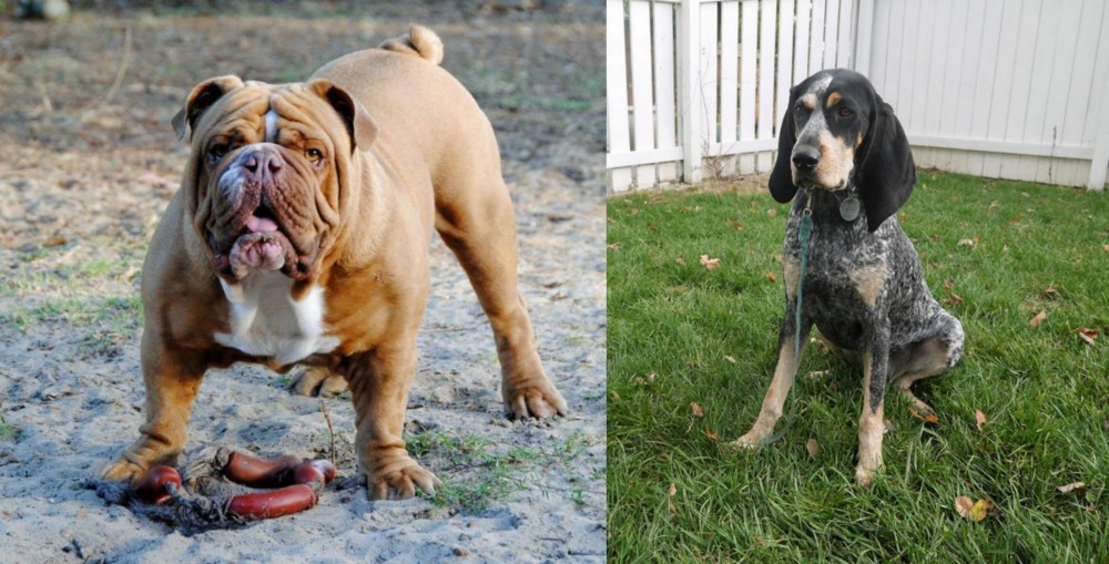 Grand Bleu de Gascogne vs Australian Bulldog - Breed Comparison