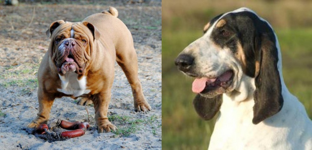 Grand Gascon Saintongeois vs Australian Bulldog - Breed Comparison