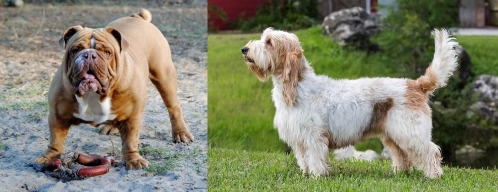 Grand Griffon Vendeen vs Australian Bulldog - Breed Comparison