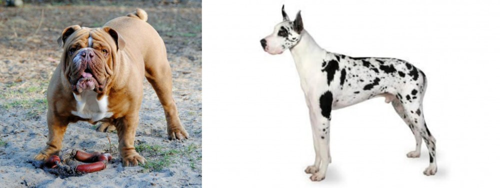 Great Dane vs Australian Bulldog - Breed Comparison