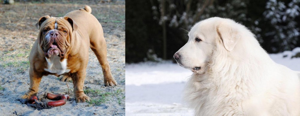 Great Pyrenees vs Australian Bulldog - Breed Comparison