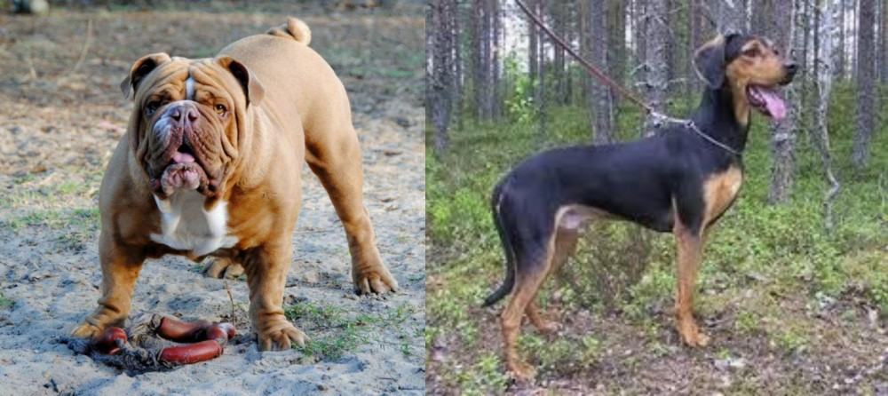 Greek Harehound vs Australian Bulldog - Breed Comparison