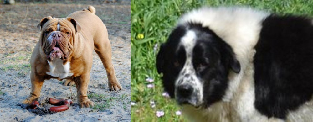 Greek Sheepdog vs Australian Bulldog - Breed Comparison