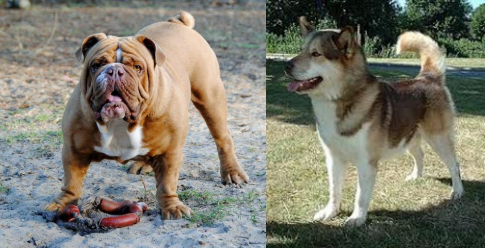 Greenland Dog vs Australian Bulldog - Breed Comparison