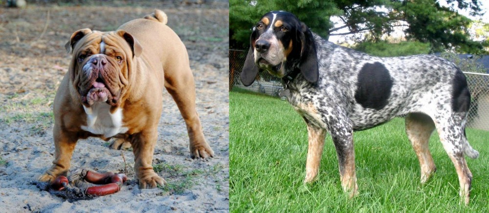 Griffon Bleu de Gascogne vs Australian Bulldog - Breed Comparison