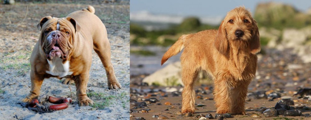 Griffon Fauve de Bretagne vs Australian Bulldog - Breed Comparison
