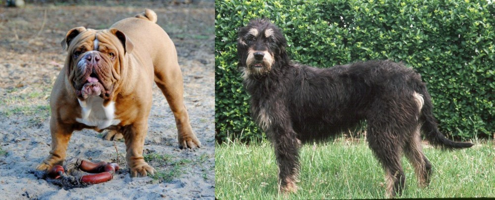 Griffon Nivernais vs Australian Bulldog - Breed Comparison