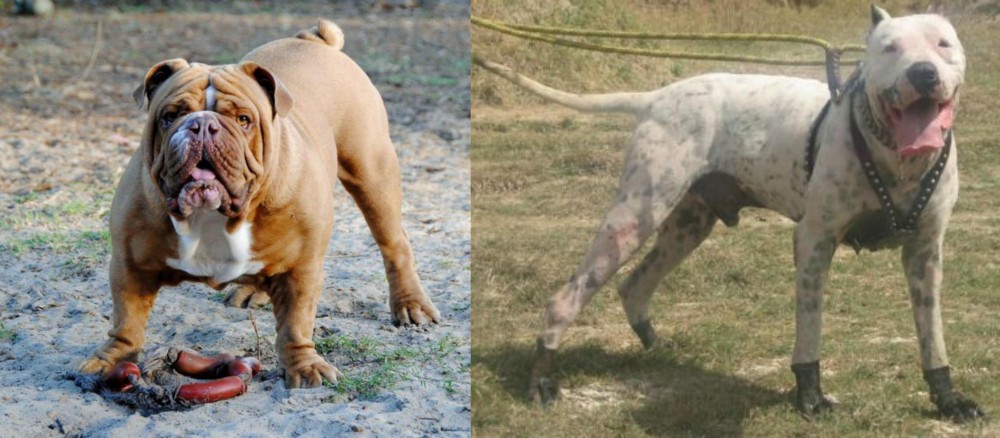 Gull Dong vs Australian Bulldog - Breed Comparison